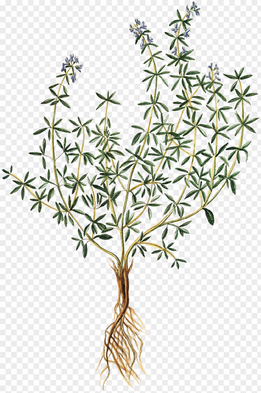 Thyme Thymes Herb Drawing Art PNG