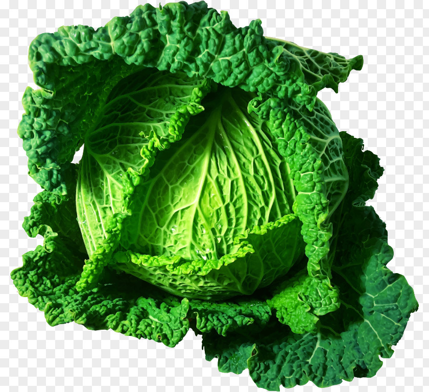 Cabbage Savoy Cauliflower Brussels Sprout Broccoli PNG