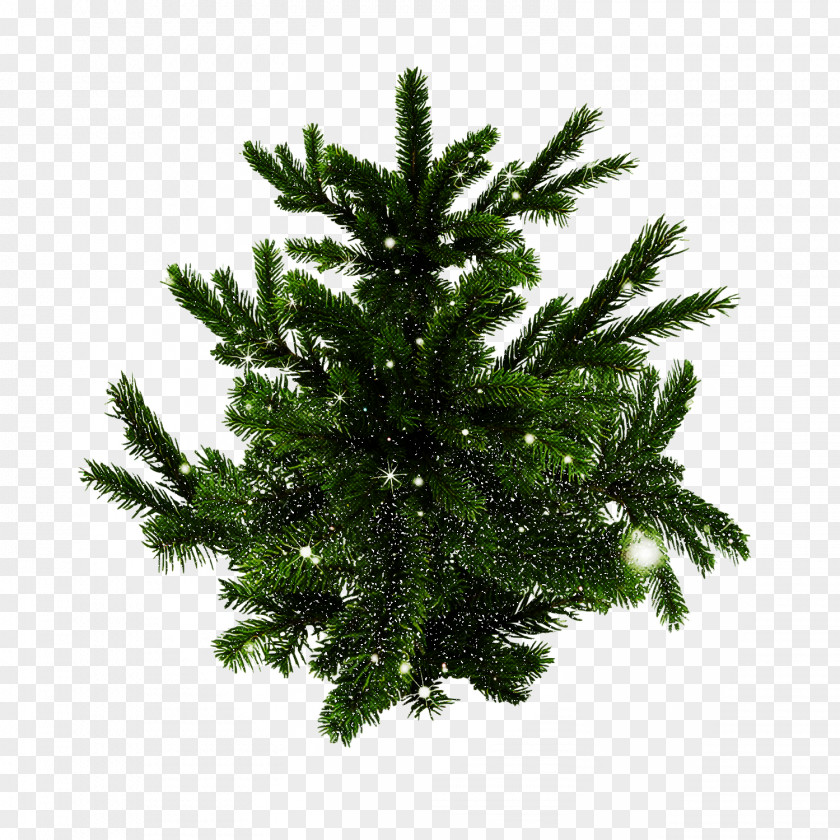 Canadian Fir Tree Shortleaf Black Spruce Columbian Balsam White Pine Colorado PNG