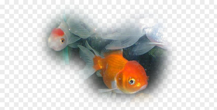 Fish Goldfish Siamese Fighting Ornamental Freshwater PNG