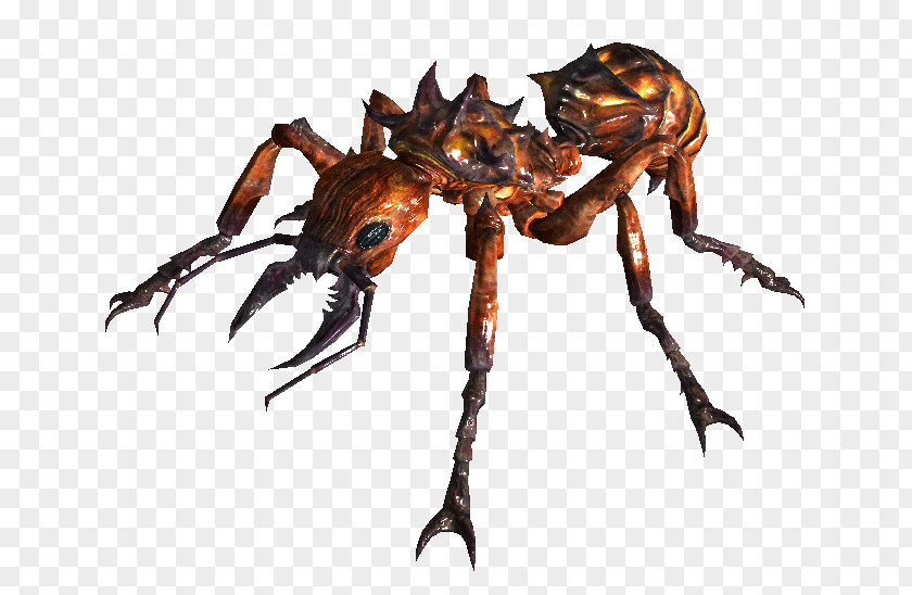 Insect The Ants Queen Ant PNG