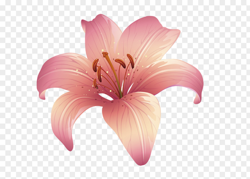 Pink Lily Lilium Floral Design PNG