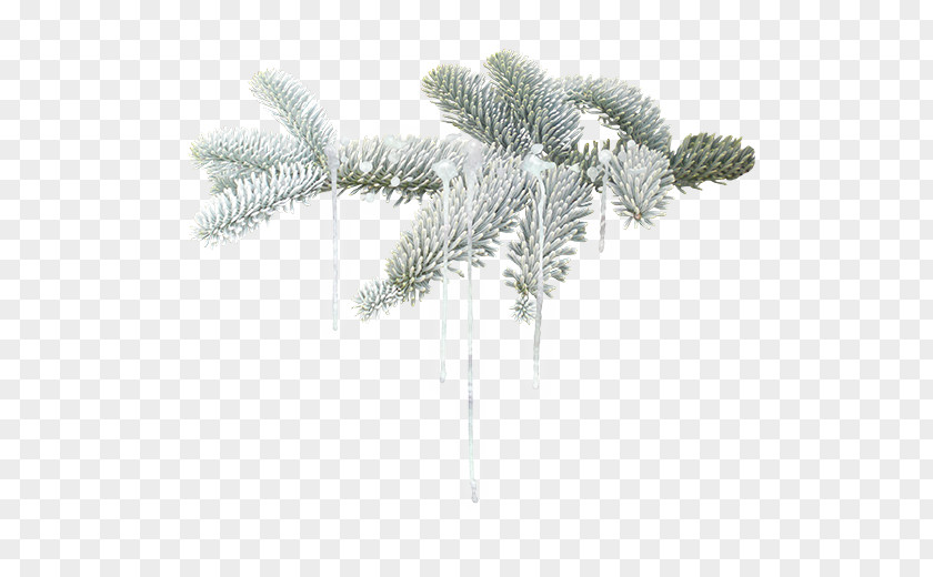 Winter Branches Stock Image Leaf PNG