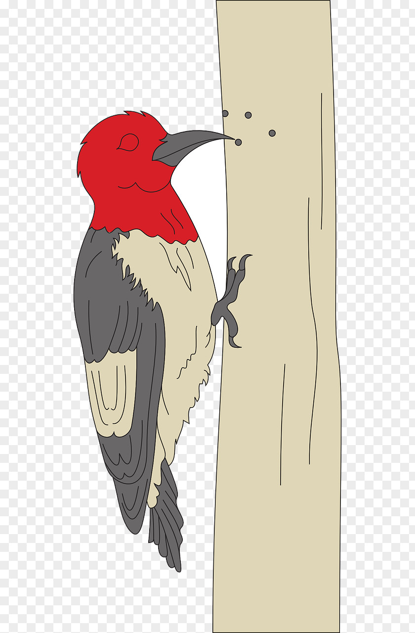 Woodpecker Clip Art Vector Graphics Illustration PNG