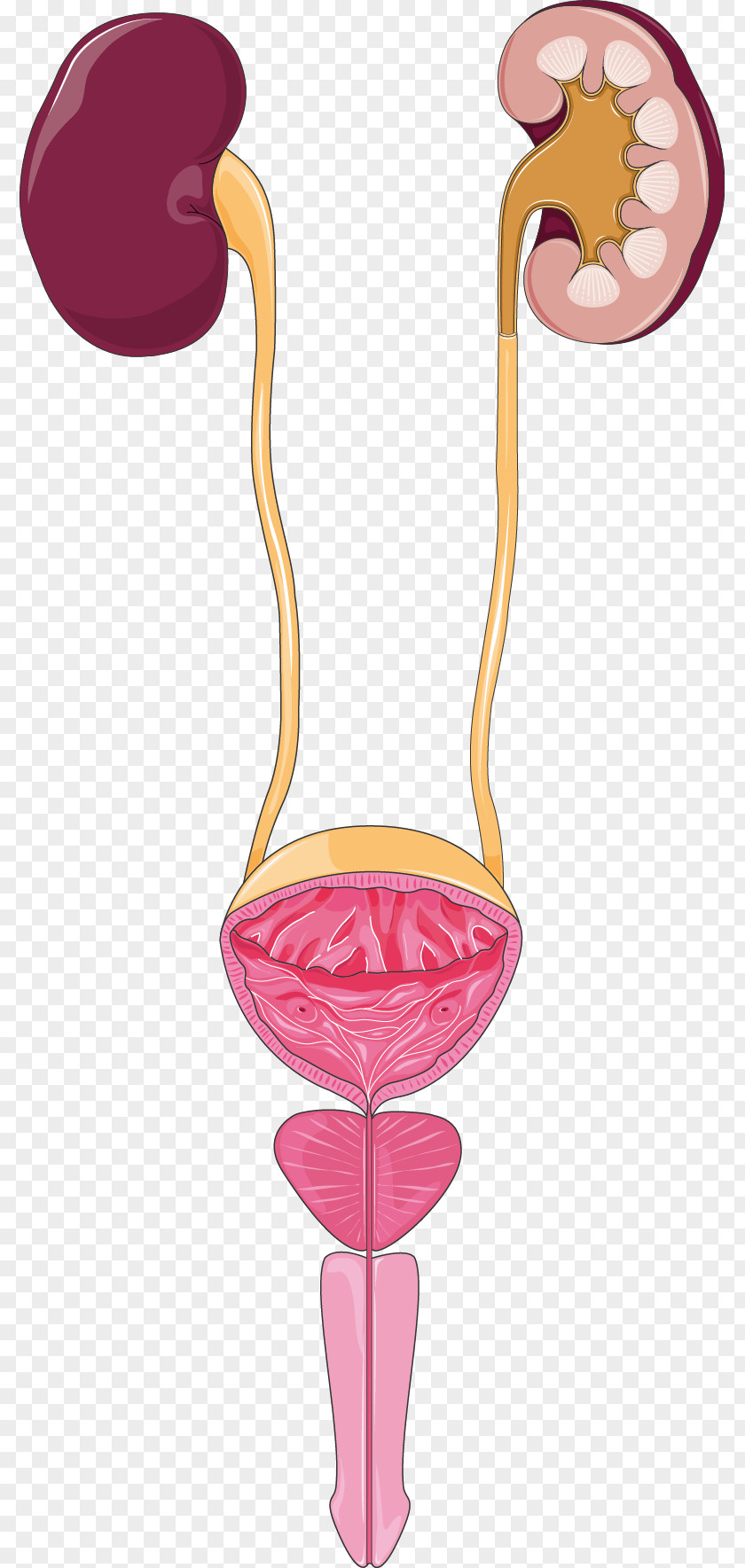 Excretory System Urine Urinary Tract Infection Kidney PNG