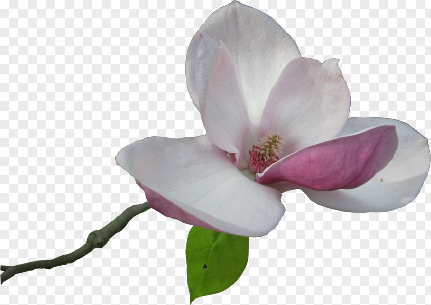 Flower Magnolia Clip Art PNG
