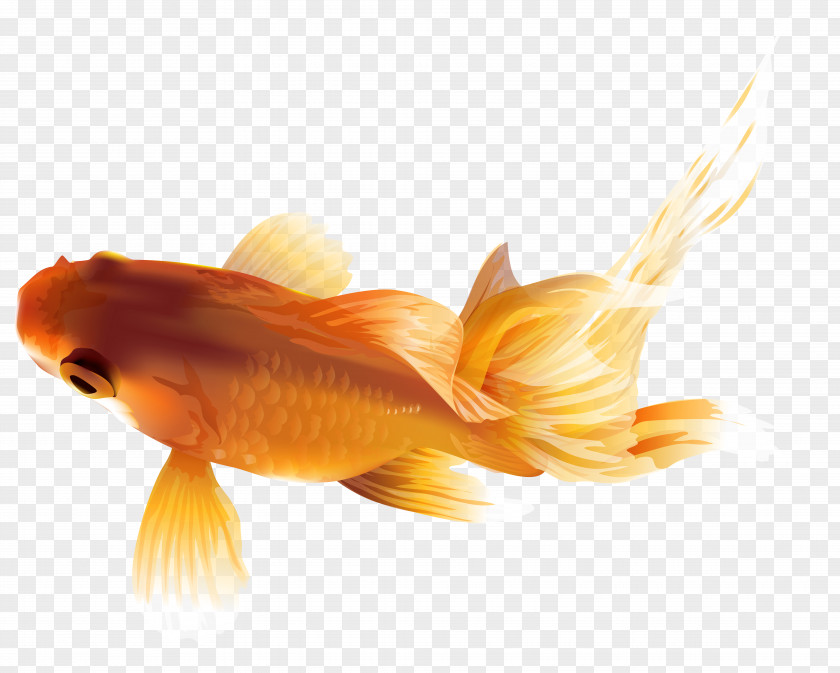 Goldfish Transparent Clip Art Image Common Zebrafish Calico Carp PNG