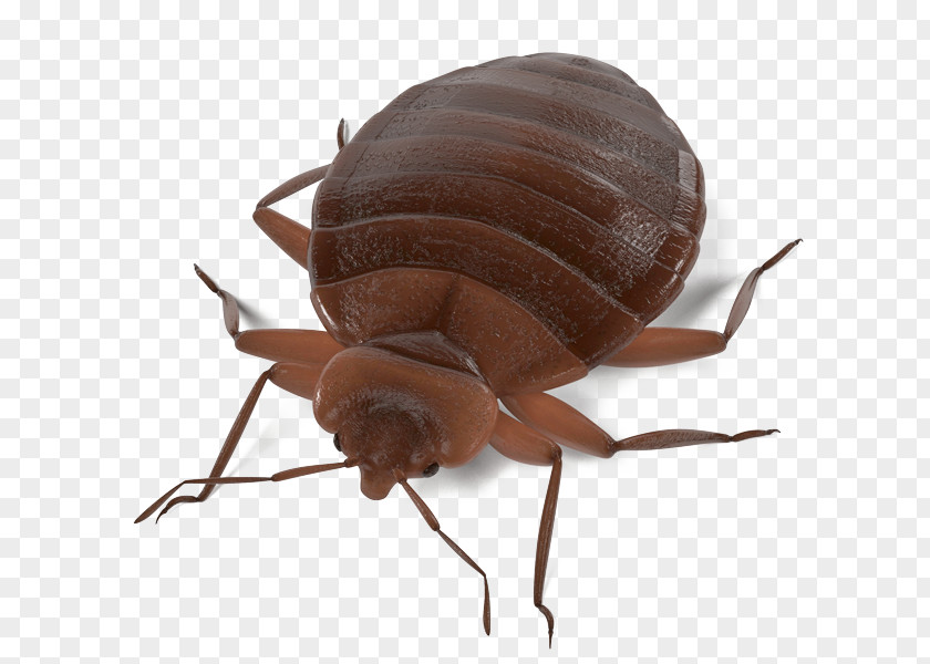 Insect Bed Bug Pest Control Clip Art PNG