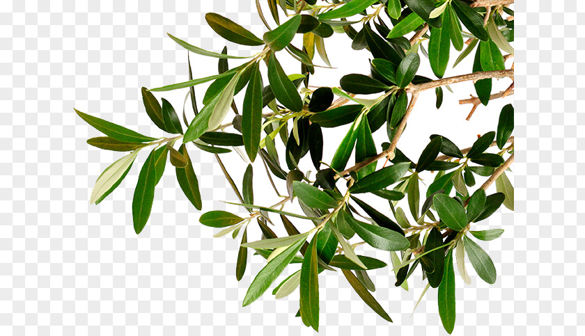 Olive Branches Branch Kalamata Tree Oil PNG