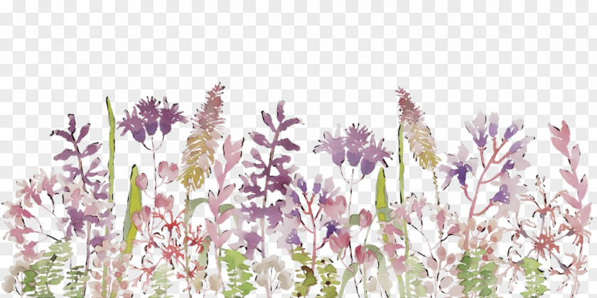 English Lavender French Grasses Plant Stem Plants PNG