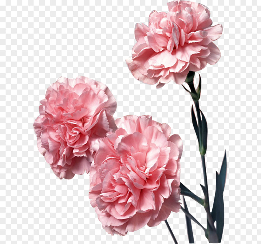 Flower Carnation Pink Flowers Color PNG