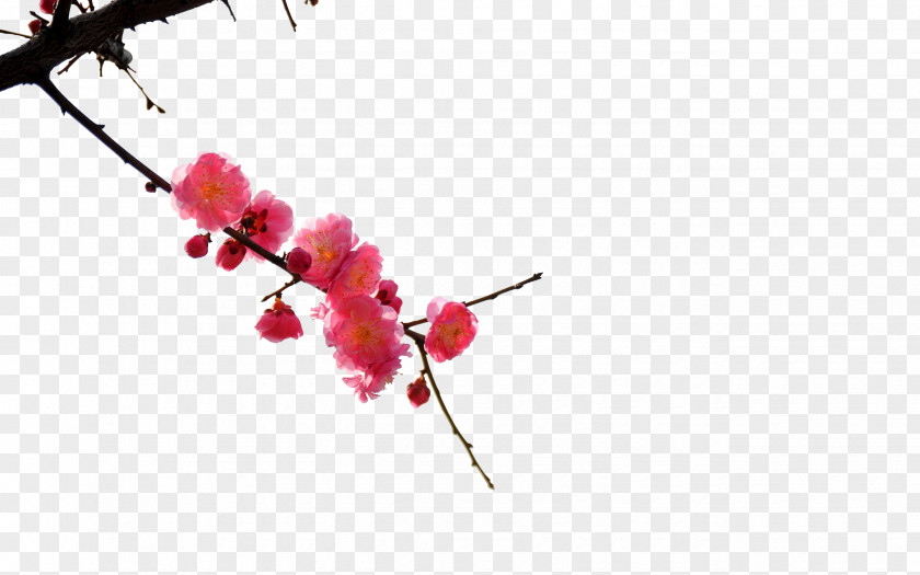 Plum Flower China Paper Blossom Wallpaper PNG