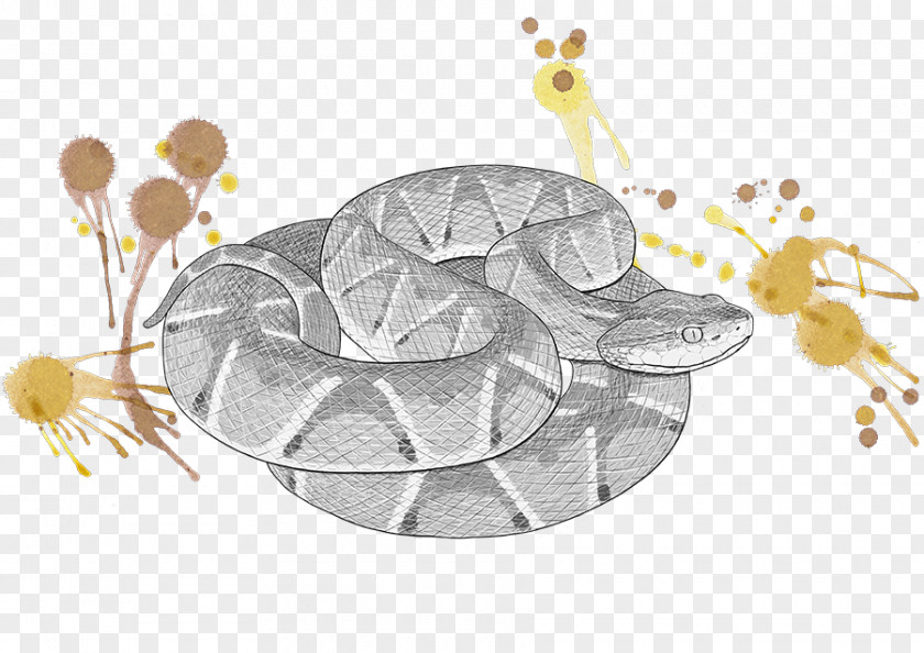 Snake Bothrops Atrox Pygmy Rattlesnake Venomous Jararaca PNG