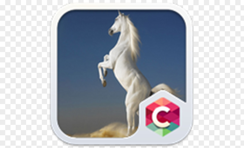 Whitehorse Arabian Horse Desktop Wallpaper Stallion Mare White PNG
