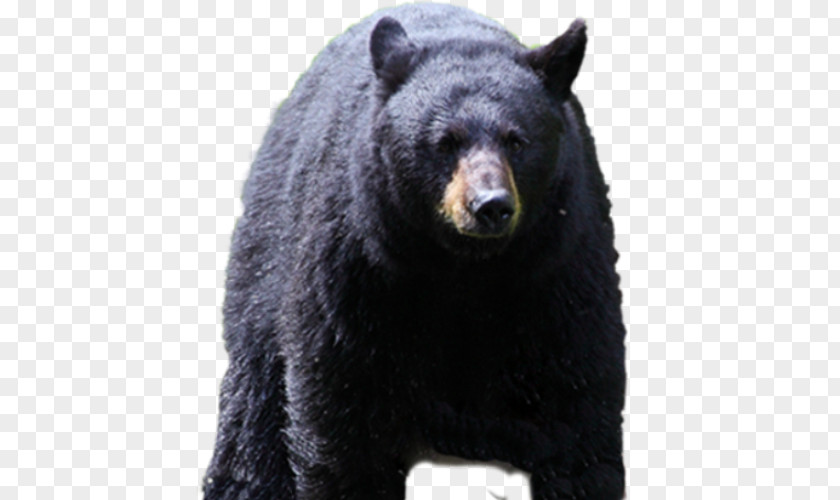 Bear American Black Cades Cove Park Attack PNG