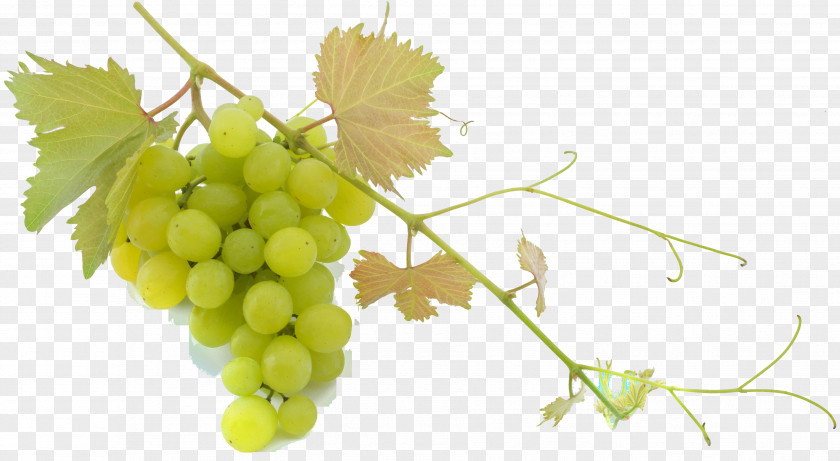 Grape Sultana Common Vine Balsamic Vinegar Mediterranean Cuisine PNG
