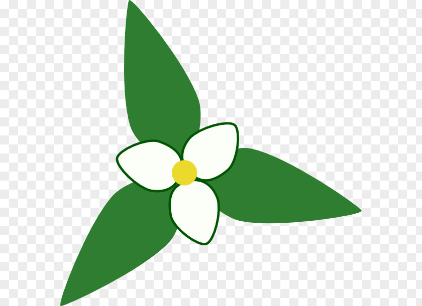 Great White Trillium Clip Art Drawing PNG