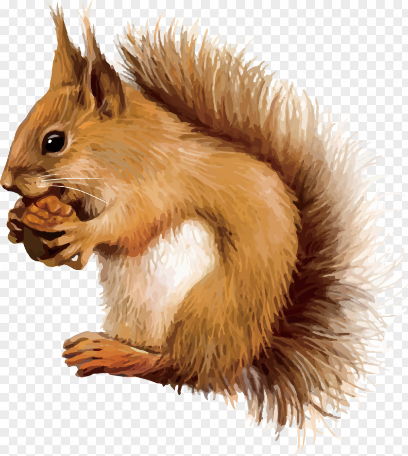 Hand-painted Little Fox Squirrel Drawing Clip Art PNG