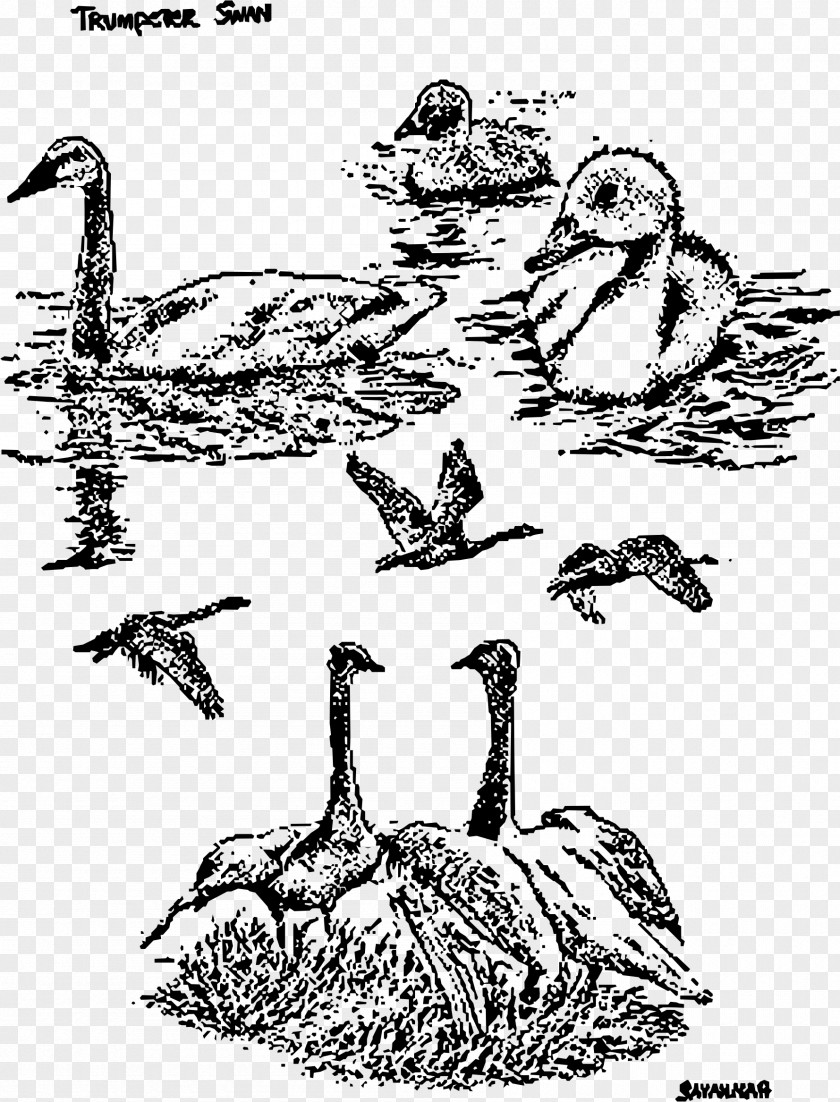 Swan Goose Duck Cygnini Drawing Bird PNG