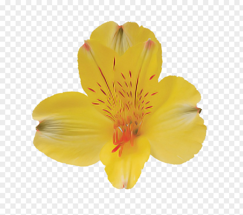 Flower Petal Yellow Plant Evening Primrose PNG