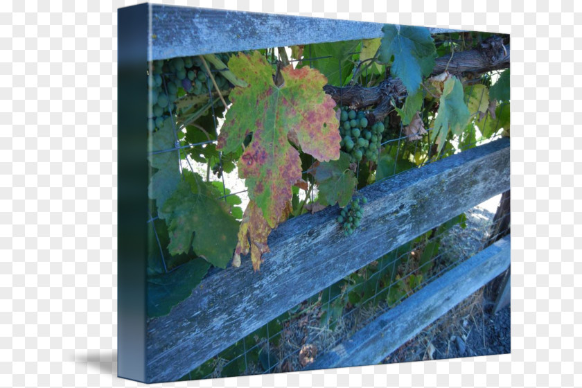 Grape Painting Tree Leaf PNG