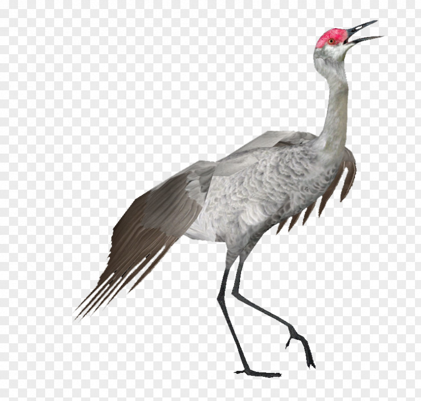 Ibis Wildlife Crane Bird PNG