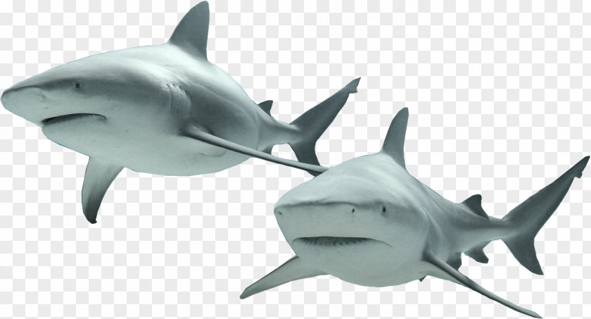 Sharks Lamniformes Fish Hammerhead Shark Great White Chondrichthyes PNG