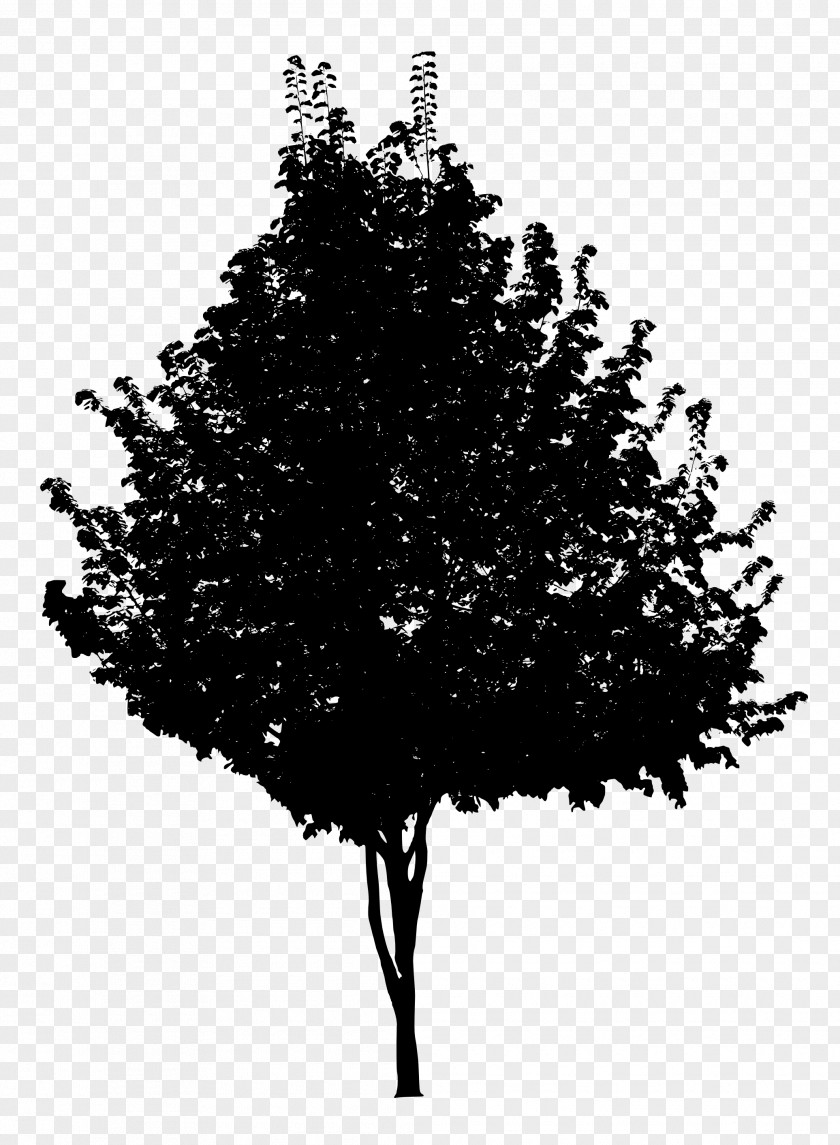 Black Background Tree And White Branch PNG