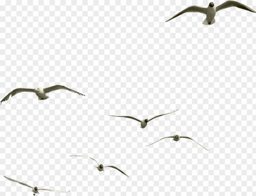 Gull Hummingbird Insect Goose PNG