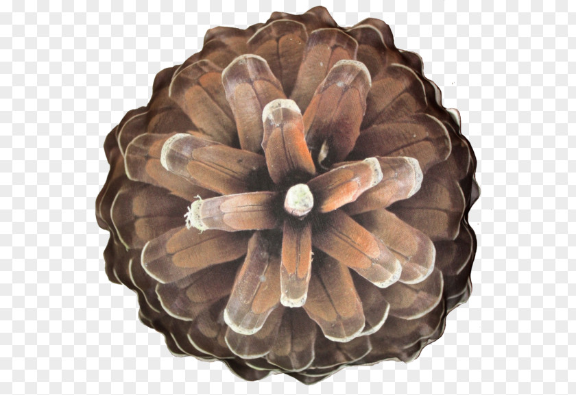 Plant Brown Conifer Cone PNG