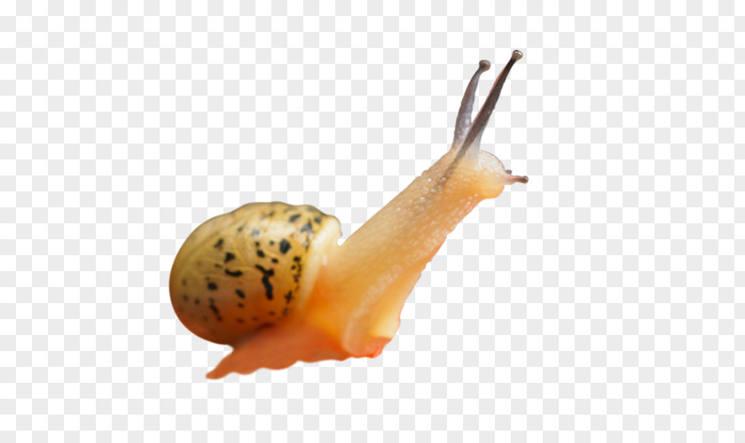 Snails Snail Orthogastropoda PNG
