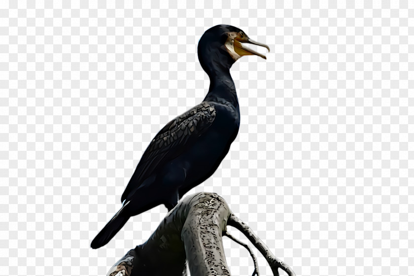 Bird Cormorant Beak Double Crested Suliformes PNG