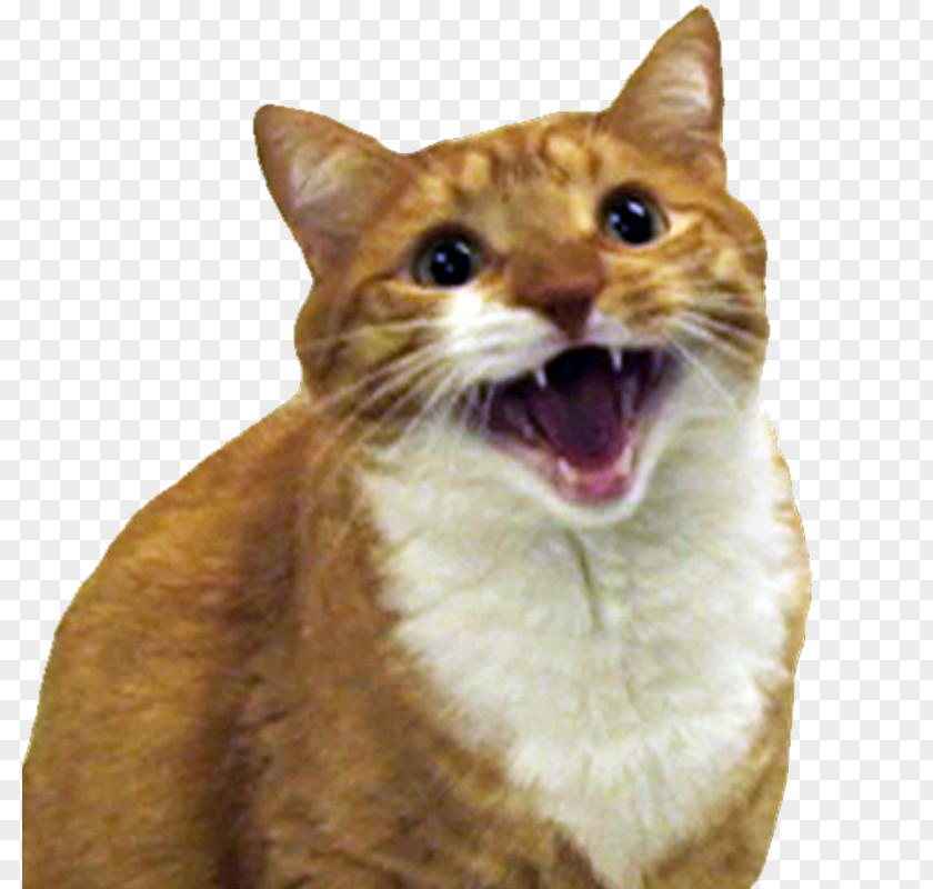Creative Kitten Chartreux European Shorthair Grumpy Cat Korat Cats And The Internet PNG