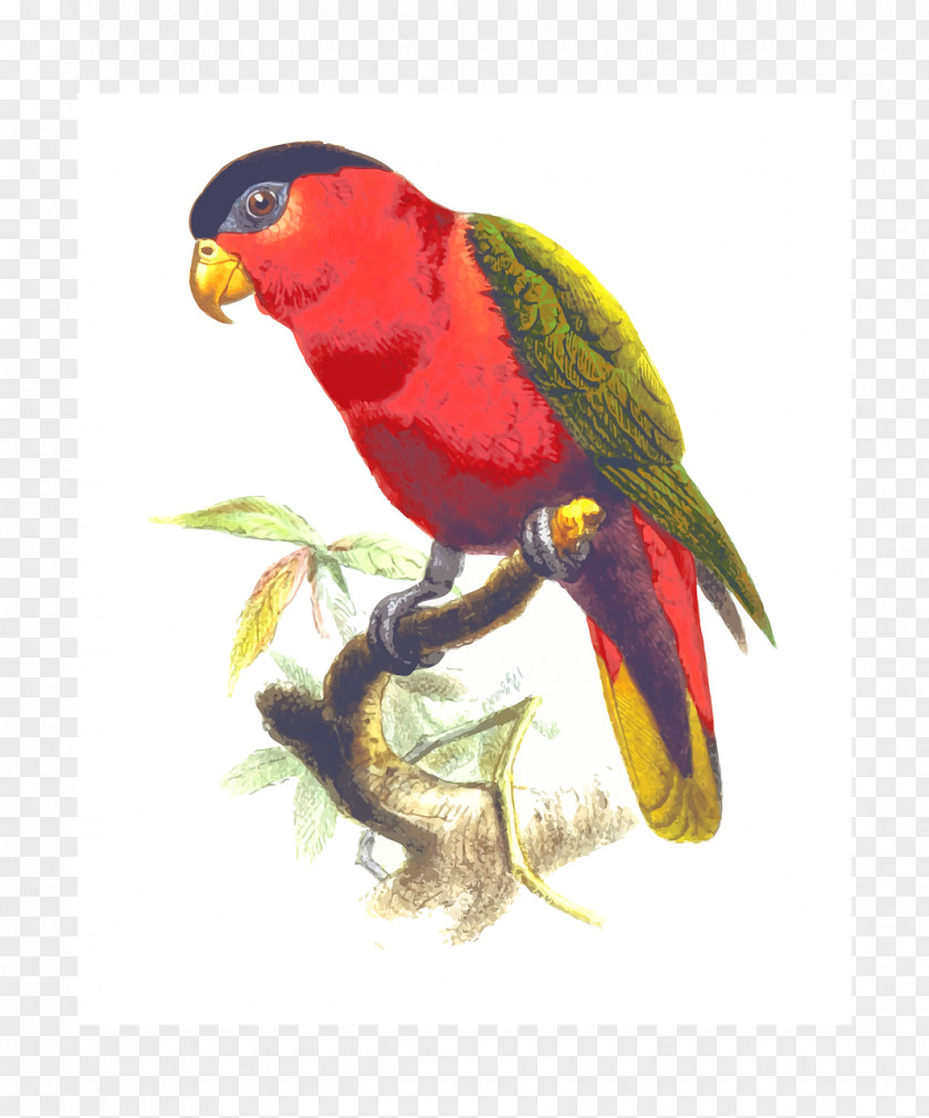 Parrot True Bird PNG