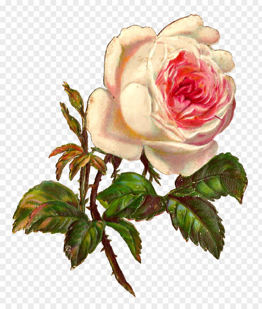 Shawl Rose Vintage Clothing Botanical Illustration Clip Art PNG