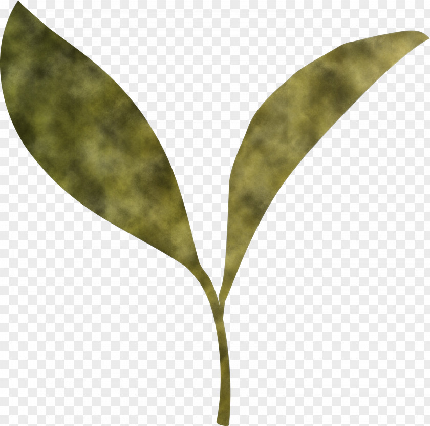 Tea Leaves Leaf Spring PNG