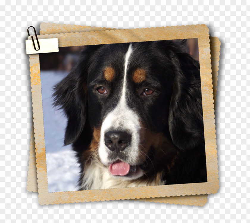 Bernese Mountain Dog Breed Greater Swiss PNG