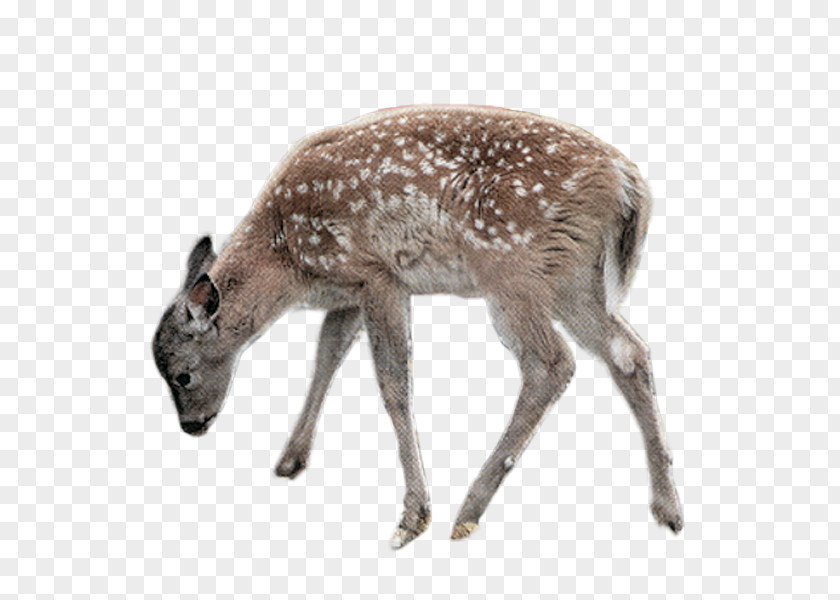 Deer Clip Art PNG