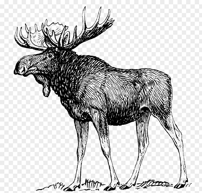 Deer Moose Drawing Art Sketch PNG