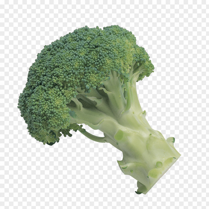 Green Broccoli Slaw Vegetable Clip Art PNG