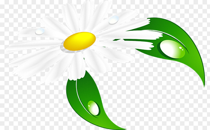 Ромашки Matricaria Drawing Vignette Clip Art PNG