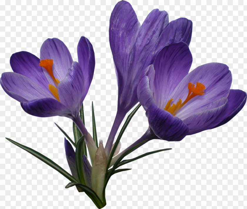 Crocus Flower Clip Art PNG