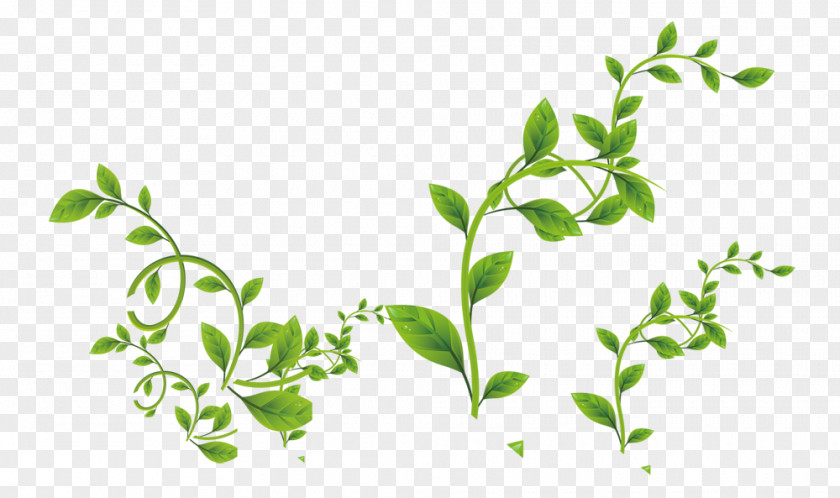 Green Leaves Vine PNG