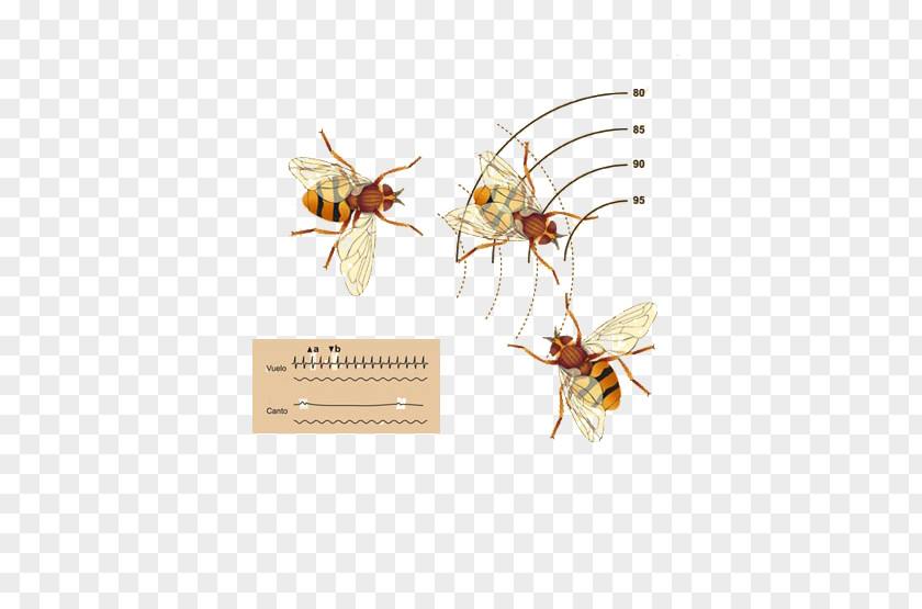 Biological Medicine Advertisement Insect Pollinator Pest Membrane PNG