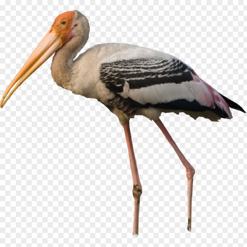 Bird White Stork Pelican Crane PNG