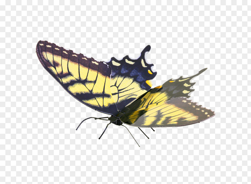 Butterfly Swallowtail Eastern Tiger Pipevine Metal PNG