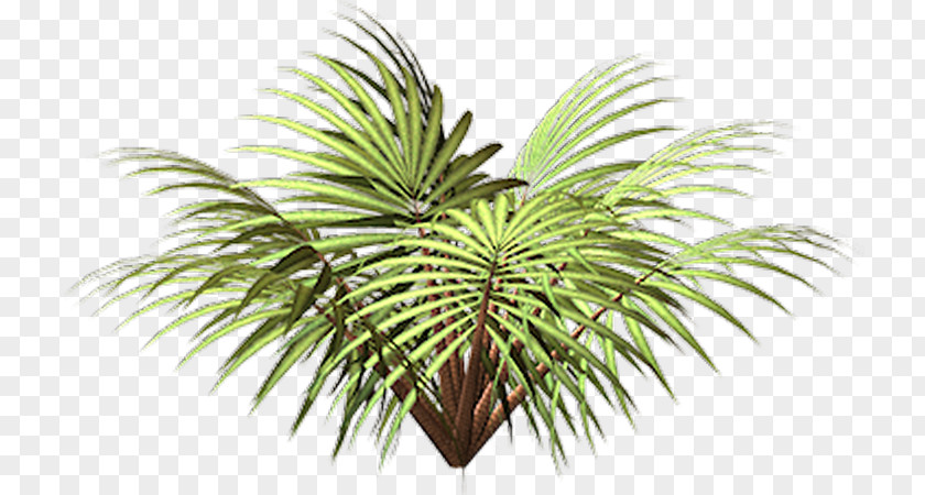 Coconut Vegetation Date Palm Flowerpot Leaf PNG