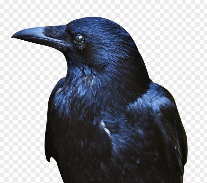 Crow New Caledonian Transparency American Image PNG