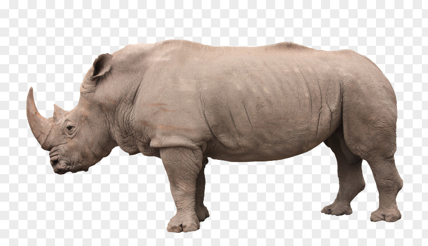 Dürer's Rhinoceros Horn Volkswagen Group Stock Photography PNG