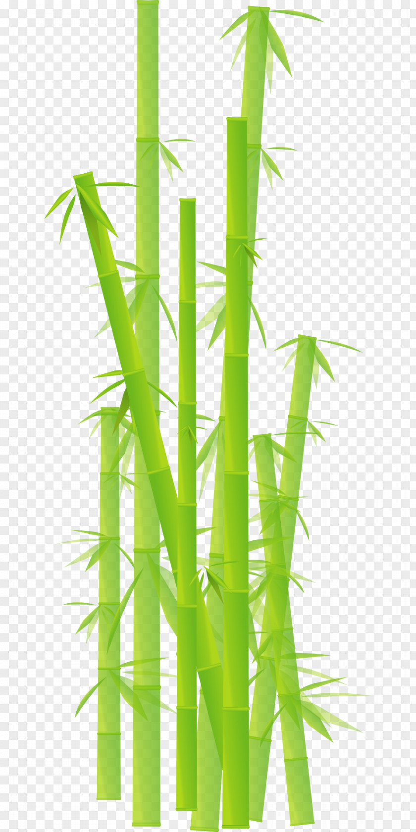 Plants Bamboo Desktop Wallpaper Clip Art PNG